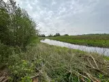 8 ha naturperle ved Kongeåen til jagt, fiskeri mv. - 4