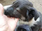 Vidunderlig Border collie hvalp - 5