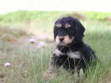 cockerdoodle, cockerpoo, doodle - 3
