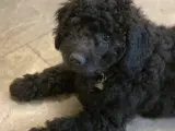 Mini Golden doodle F1B  - 2