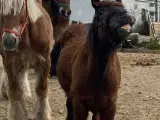 1 årig Jyskhest hingst sælges - 5