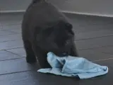 Eurasier hvalpe - 5