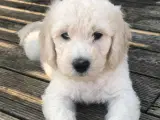 Super flotte Goldendoodles F1B  - 4