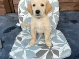 Ægte Golden Retriever han hvalp