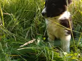 Vidunderlig Border collie hvalp - 3