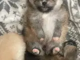 Pomeranian, hvalpe  - 2