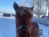 2 års islænder vallak