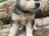 Alaskan Malamute  - 4