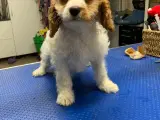 Cavapoo F1B er rejse klar nu - 4