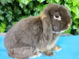 Minilop kanin sælges 