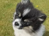 Skøn pomeranian tæve 