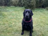 Labradorhvalpe af ‘gammeldags’ type - 4