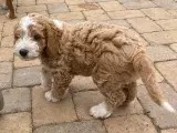 cockerpoo hvalpe - 3