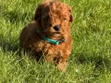 Maltipoo vi venter ❤️🐾 - 4