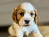 Engelsk cocker spaniel/ Cavalier King Charles  - 3