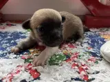 lille pige Chihuahua hvalp 