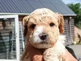 Super lækre Cockerpoo  - 2