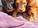 Doxiepoo  - 4
