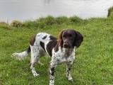 Springer spaniel hvalpe salgsklar 3/6-23