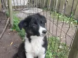 Vidunderlig Border collie hvalp - 2