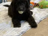 Mini Golden doodle F1B  - 4