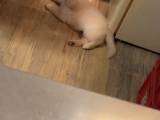 Golden retrievere hvalpe    - 5
