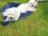 Coton de Tulear / Malteser. Bomuldshund. - 2