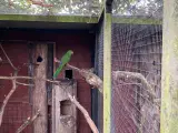 Konge parakitter unger