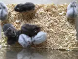 Cambells hamster