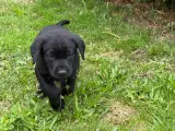 Labrador Retriver på - 4