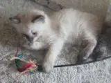  Ragdoll Killinger  - 2