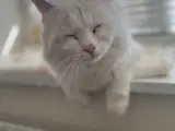 Smuk Ragdoll-hankat søger nyt kærligt hjem - 2