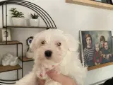 Maltipoo hvalpe  - 3