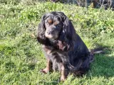Cavalier King Charles hvalpe - 3