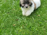 Coton de tulear