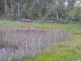 Jagt ejendom på 11,2Ha, særligt natur og egen sø. - 3