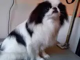 Japanese chin  - 3