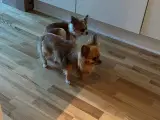 Chihuahua hvalpe 