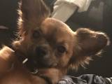 chihuahua/pekingeser parring