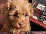 Maltipoo