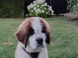 HASTER! Sankt Bernhardshund hvalp 4 månader - 2