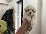 Bichon havaneser