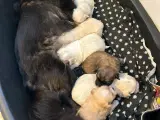 Tibetansk Spaniel-Bichon Havnies - 4