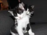 Maine coon blanding 