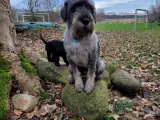 Mellem schnauzer hvalpe - 5