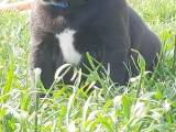 Staffordshire Bull terrie hvalpe  - 3