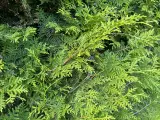 Flotte Thuja 'Brabant' til salg – perfekt til hæk! - 5