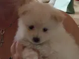 Ægte pomeranian hvalpe 1 stk - 2