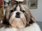 Shih Tzu tæve med stamtavle.