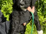 Curly Coatted Retriver / Lagotto Romagnolo - 3